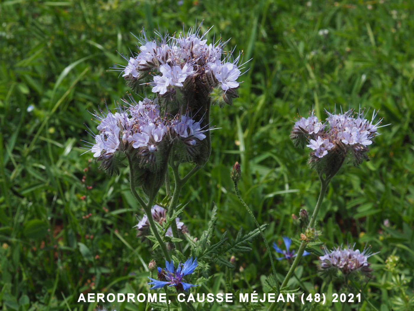 Phacelia flower